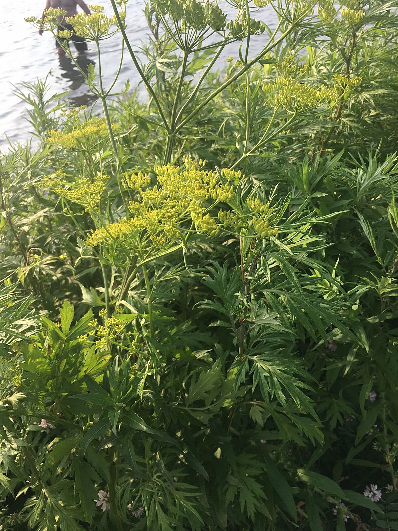 Wild Parsnip, NYS Wild Parsnip, Invasive Wild Parsnip,